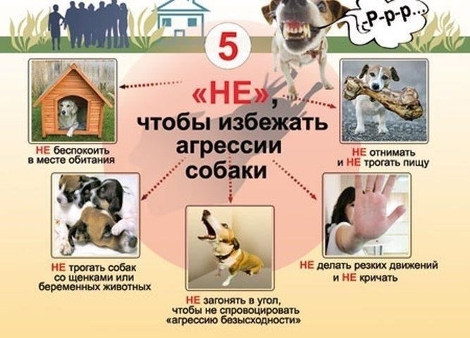 Что делать, если бездомное животное пострадало от автомобиля в вашем районе